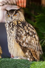 Vertical shot of an eagle-owl perched on a grassy surface