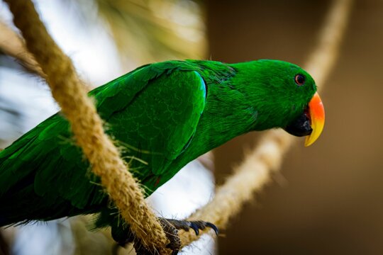 Selective focus shot of a Noble parrot perched on a rope