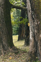 Vertical shot of trees covered with green moss in a forest