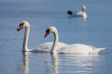 Graceful mute swans swimming on a beautiful lake with another swan seen on the blurred background