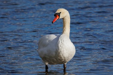 Closeup of a graceful mute swan standing in the shallow lake by the coastline