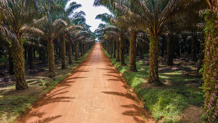 PALM OIL 