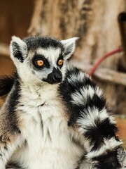 Vertical portrait of a Madagaskari lemur from a Belgian zoo