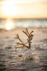 Closeup of coral skeleton on the sandy beach at sunset