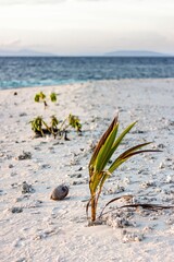 Twigs and seashells on the sandy beach