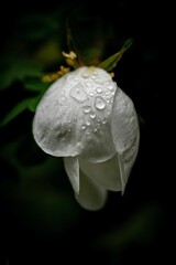 White blossom of blackthorn with water droplets on the surface
