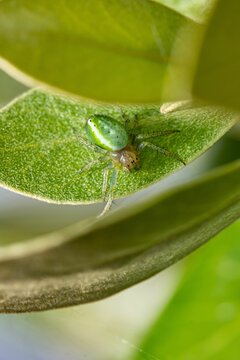 Closeup of cucumber green spider crawling on plant leaf