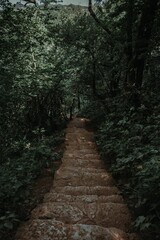 Vertical shot of a wooden walkway through a beautiful green forest
