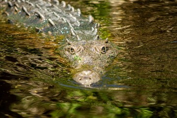 Naklejka premium Closeup of the Nile crocodile floating on the water surface. Crocodylus niloticus.
