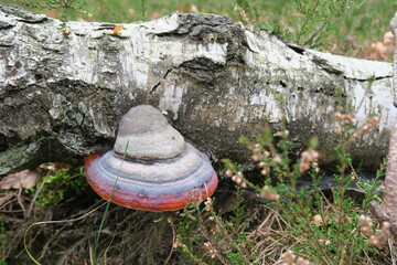 Tinder fungus (Fomes fomentarius) on a birch trunk
 - obrazy, fototapety, plakaty