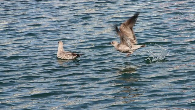 Close up of a two Seagulls swimming on the water and one flying away