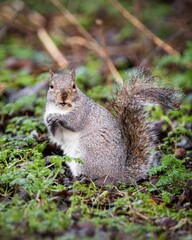 Vertical closeup shot of a Eurasian tree sparrow sitting on green grass in a forest