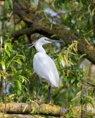 Vertical shot of a great white egret perched on a wooden branch in a forest in sunlight