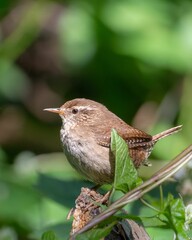 Vertical shot of a Eurasian wren on a tree in a forest