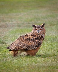 Vertical shot of an owl in a green field during the day