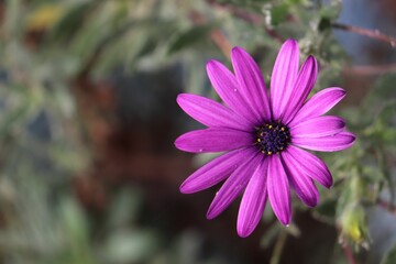 Fototapeta premium Shallow focus of a purple flower in a garden