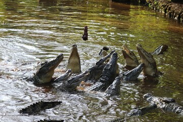Group of saltwater crocodiles fighting for a food in a lake