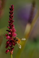 Vertical shot of a bee on a red bistort flower in a field under the sunlight - obrazy, fototapety, plakaty