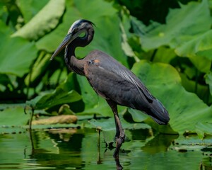 Closeup of a great blue heron perched on a pond under the sunlight with a blurry background