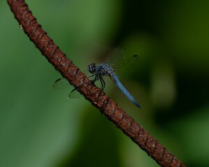 Closeup of a blue dasher perched on metal in a field with a blurry background