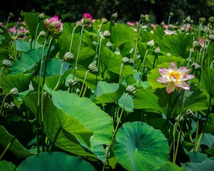 Beautiful lotus flowers in the garden.