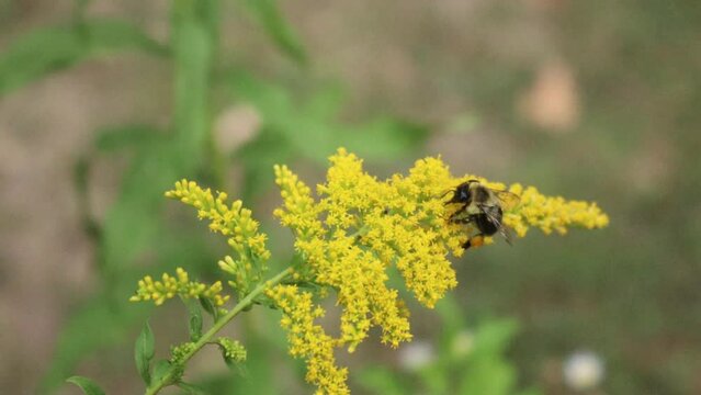 HD of a bumblebee sitting on yellow flower