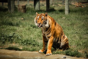 Tiger in Orana Wildlife Park