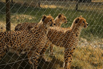 Image of three cheetahs in the zoo © Wirestock