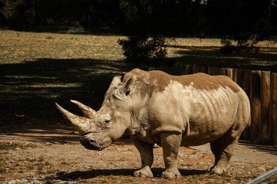 Image of a single standing rhinoceros in the zoo.