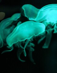 Vertical closeup shot of transparent jellyfish swimming in the dark water