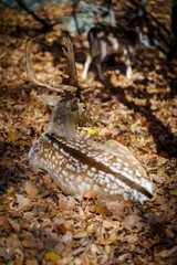 Vertical shot of a deer sitting on a ground full of leaves in sunlight