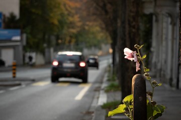 Flowering plant wrapped around a metallic pole in the street with blurred black car in background