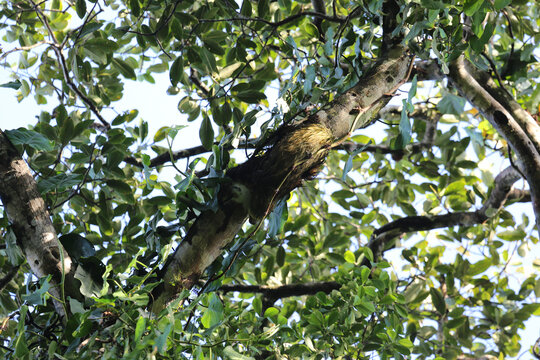 Sloth climbs tree in Costa Rica