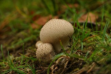 Closeup shot of a growing mushroom in the forest