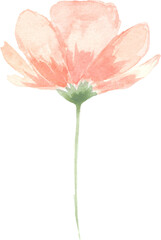 Peachy Watercolor Flower. Isolated element for design.