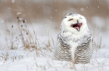 A snowy owl laughing in the snow