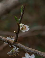Blackthorn Blossom in Springtime