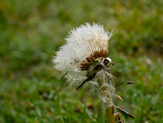 Dandelion Seedhead with Dewdrops