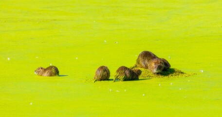 Marmot and her little bebies at Village Creek Drying Beds