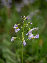 Lady's Smock Wild Flower