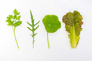 Edible greenery isolated on a white background. top view. 