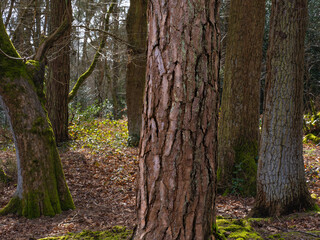 Tree Trunks in Woodland