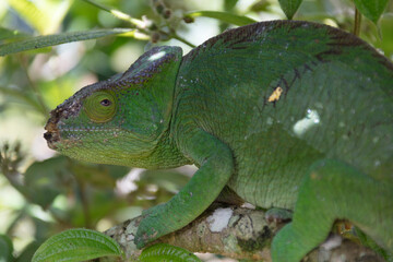 Madagascar chameleon close up