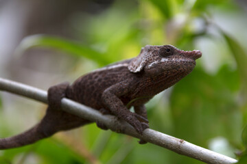 Madagascar calumma brevicorne close up