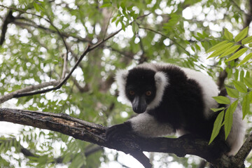 Madagascar vari lemur close up