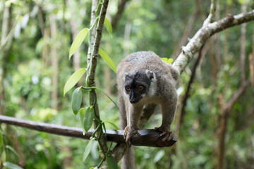 Naklejka premium Madagascar crowned lemur close up