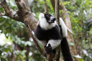 Madagascar vari lemur close up
