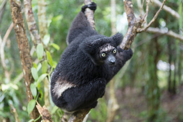 Madagascar indri lemur close up