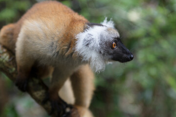 Madagascar macaque lemur close up