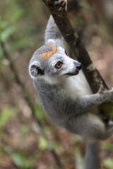 Madagascar crowned lemur close up